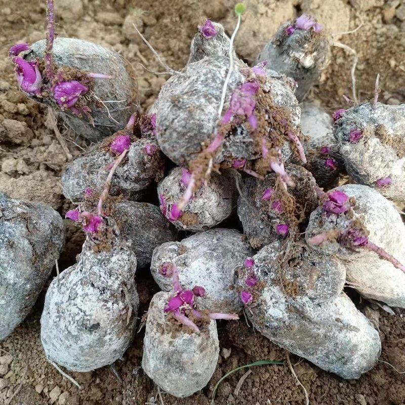 新鲜紫山药紫玉淮山农家自种蔬菜红心紫皮山药种子怀山药正宗