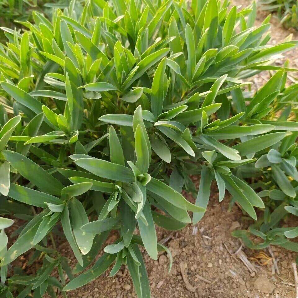 山蚂蚱菜种子野生山苜楂山菜山麻楂山珍菜银柴胡根多年生植物种籽