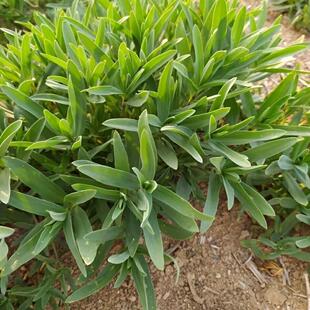 山蚂蚱菜种子野生山苜楂山菜山麻楂山珍菜银柴胡根多年生植物种籽