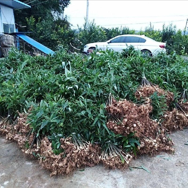 高产黄精苗多花姜型不倒图片