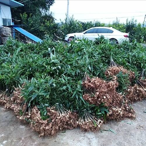 高产黄精苗多花姜型不倒