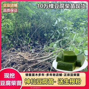 正宗豆腐柴苗 观音柴树苗种子神仙斑鸠翡翠绿豆腐凉粉臭黄荆腐婢