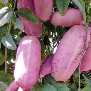 八月瓜种子四季种植庭院种植无籽八月瓜种八月炸种籽