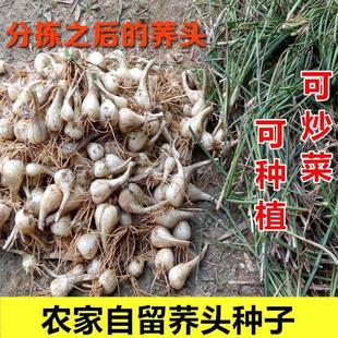 农家自种茭白茭头新鲜荞头无叶叫头藠头薤白荞子作泡菜种子