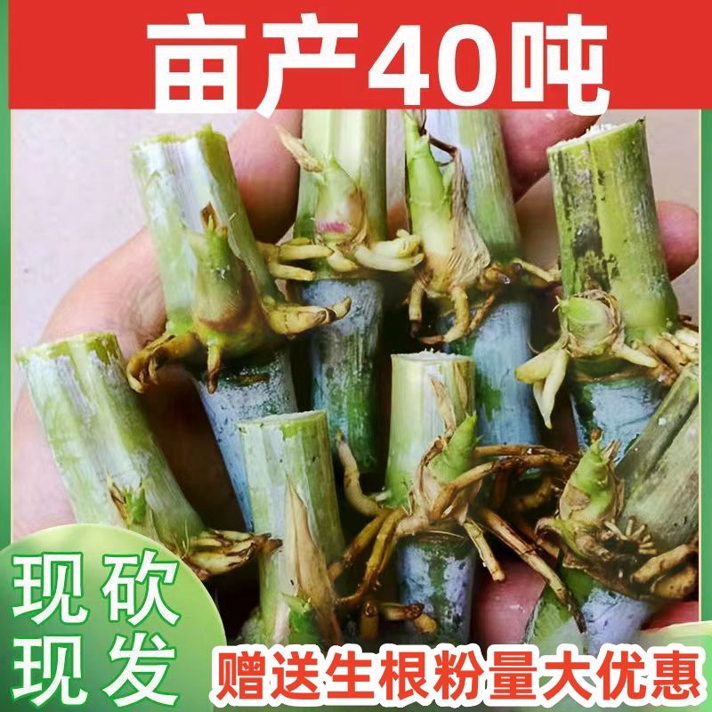 正宗无毛甜象草3号巴西红