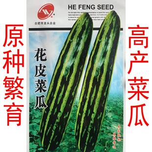青皮花皮甜瓜脆皮四季子春季蔬菜种孑腌制菜青龙菜瓜种子脆瓜梢瓜