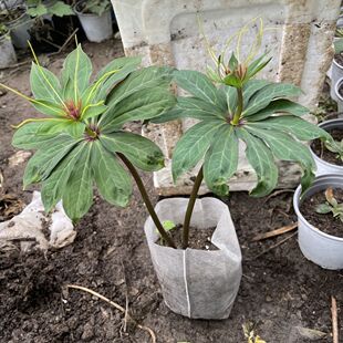 名贵中药材苗重楼苗七叶一枝花现挖新鲜种苗观赏药用植物喜阴包活