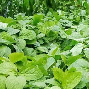 专吃豆叶的豆角种子可煮汤煲汤菜豆角叶农家特色青菜种籽蔬菜种孑