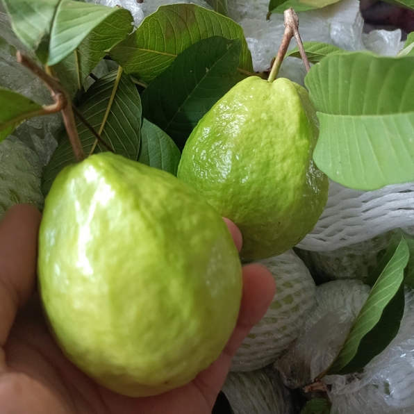 广东茂名新鲜水果时令番石榴芭乐孕妇鸡屎果花稔应季白肉白芯2026