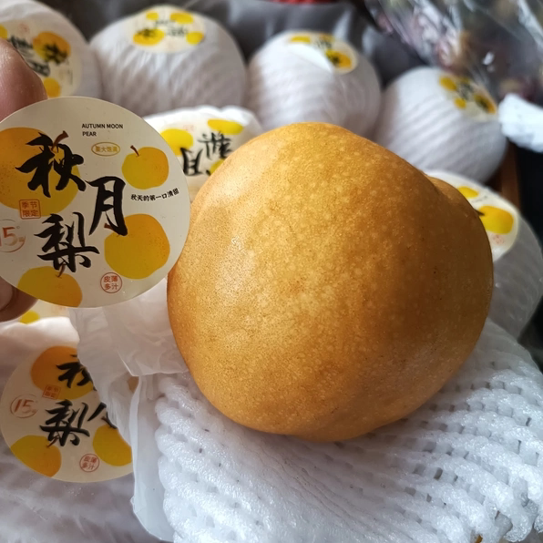 正宗陕西秋月梨子新鲜水果现摘现发皮薄肉厚多汁爽口2026应季套袋