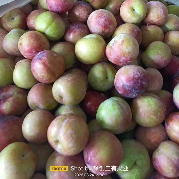 山西安果李子脆甜多汁皮薄肉厚核小新鲜水果现摘现发清甜可口2026