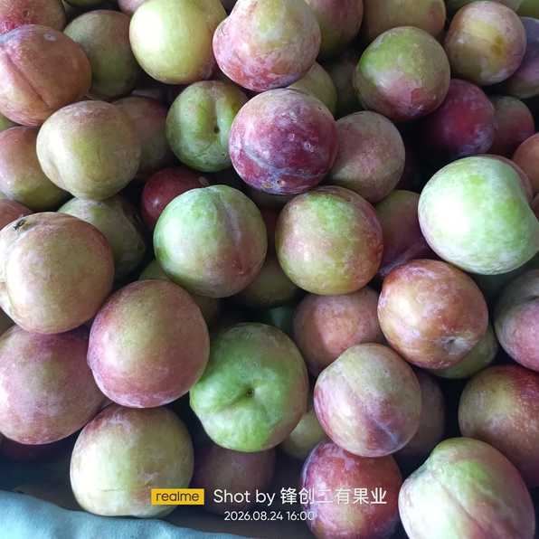 山西安果李子脆甜多汁皮薄肉厚核小新鲜水果现摘现发酸甜可口2026