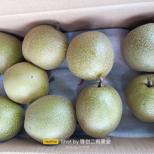 福建翠冠梨/黄花清甜多汁爽口脆甜皮薄肉厚现摘现发孕妇新鲜水果