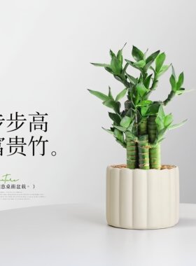 富贵竹盆栽文昌竹4支土培节节高
