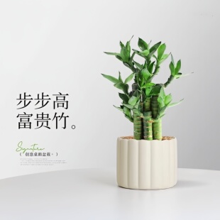 富贵竹盆栽文昌竹4支土培节节高绿植桌面摆件金榜题名室内植物