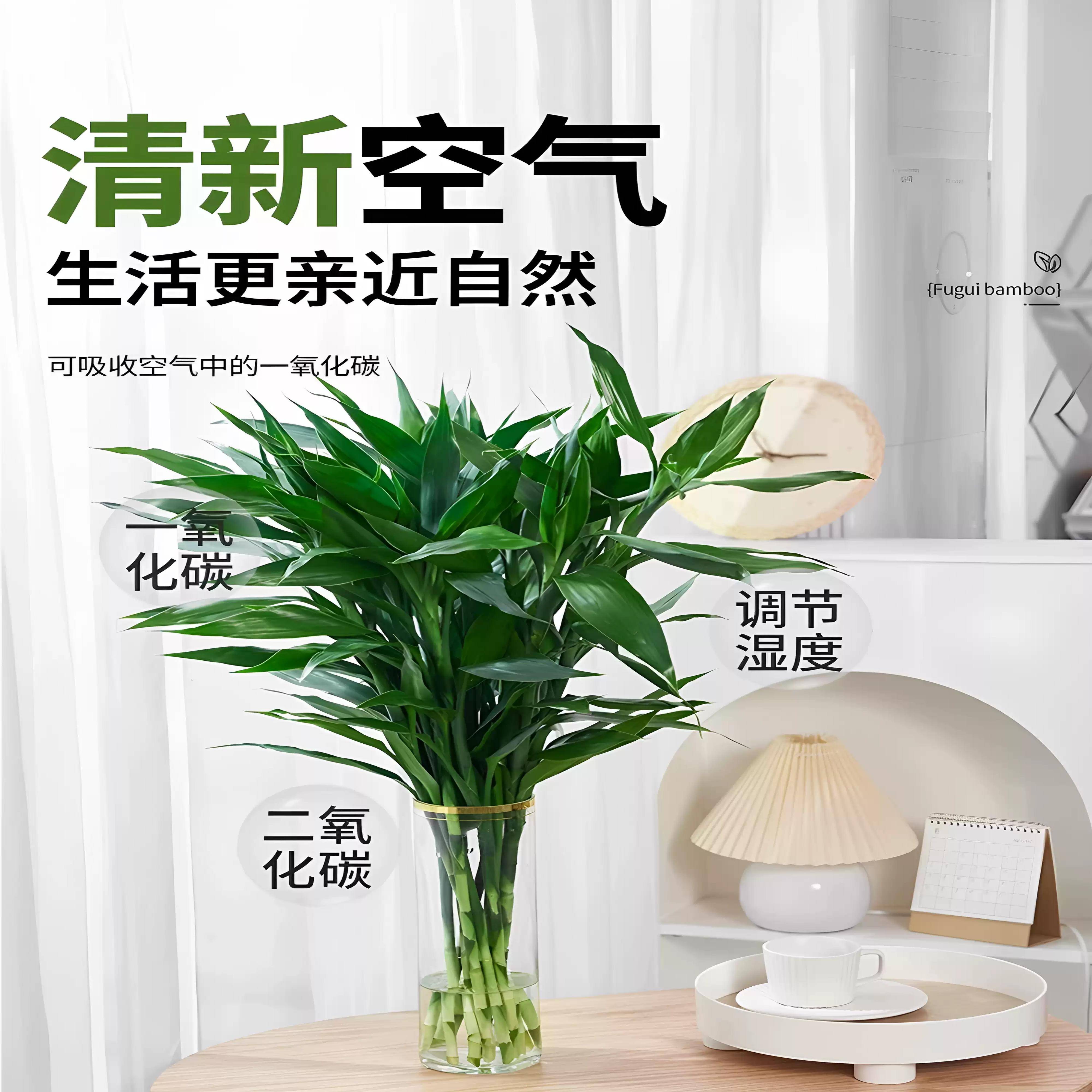 富贵竹水培植物室内好养招财绿植