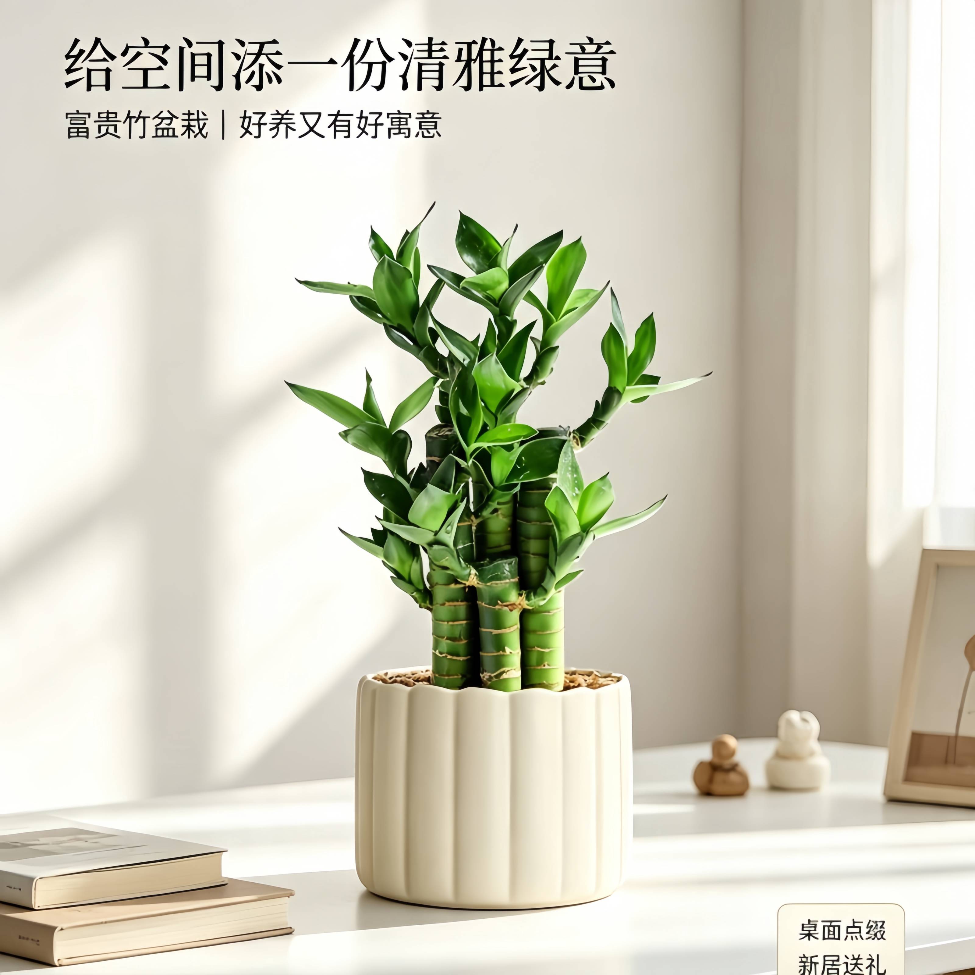 富贵竹盆栽室内桌面绿植文昌竹含