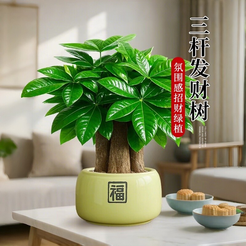 发财树盆栽招财旺宅桌面盆景办公室绿植室内客厅中式禅意四季植物