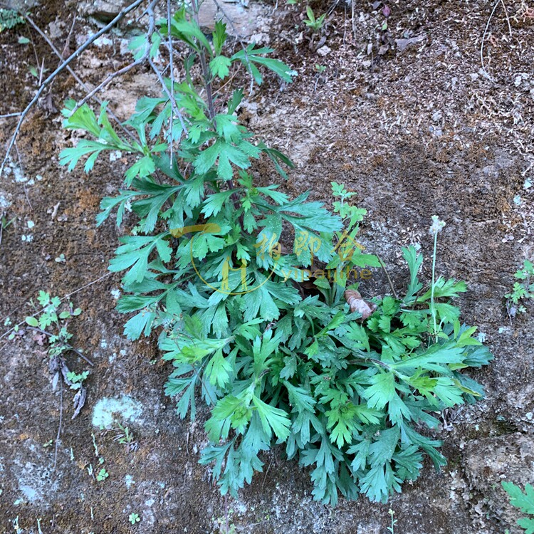 大山区齐头蒿新鲜秦岭大山特产现摘牡蒿清明蒿菜刺头蒿干货可移栽