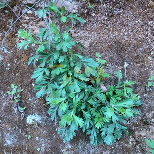 大山区齐头蒿新鲜秦岭大山特产现摘牡蒿清明蒿菜刺头蒿干货可移栽