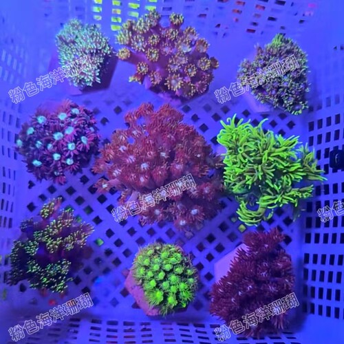 印尼彩单苞珊瑚lps红单苞马卡龙星空海缸观赏生物新手萤火虫单苞