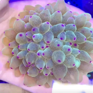 紫点绿奶嘴海葵小丑鱼共生珊瑚荧光软体海缸活体生物