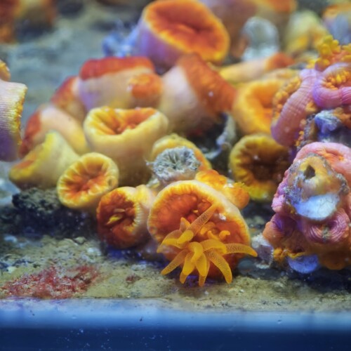 炮仗花珊瑚活体太阳花珊瑚海缸NPS软体新手易养耐活橙色荧光造景