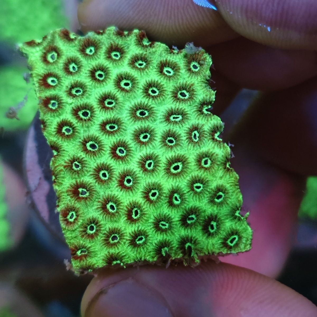 荧光绿豆丁花珊瑚微孔皮实好养海缸观赏活体生物海缸提色印尼