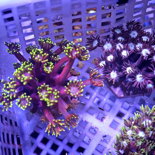 长须单苞珊瑚宝石花活体海水观赏珊瑚LPS软体海缸造景装饰珊瑚