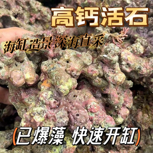 免爆藻活石新鲜高钙片状海水过滤鱼缸珊瑚缸多孔微生物造景石