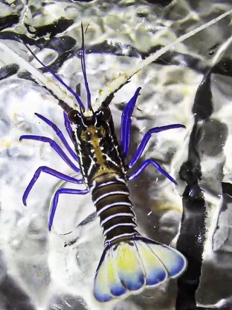 手捕白须蓝龙虾海缸观赏虾活体生物稀有品种颜色漂亮观赏性高