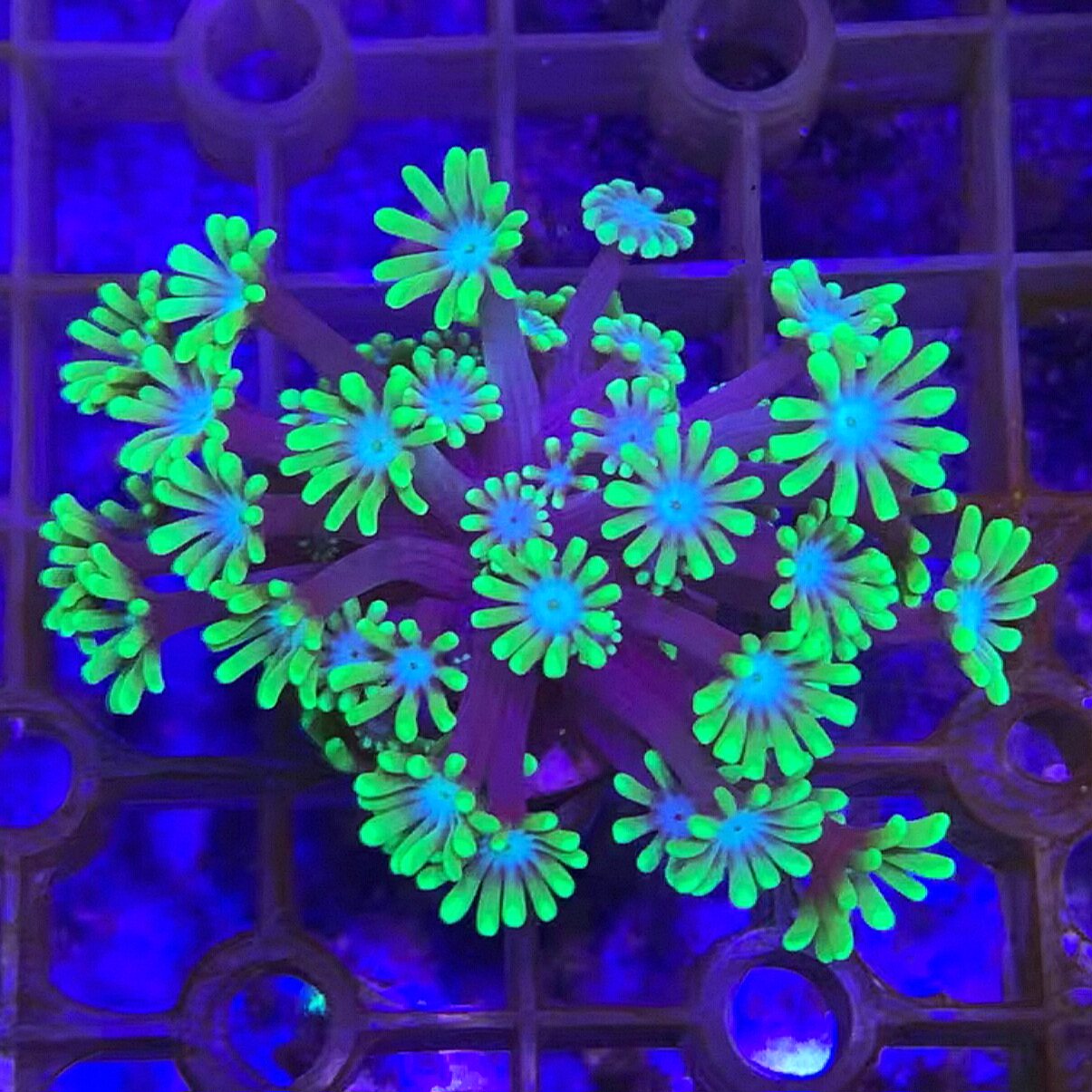 蓝心茉莉珊瑚印尼货LPS软体万花筒珊瑚海水鱼缸活体观赏珊瑚生物