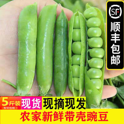 顺丰邮新鲜带壳豌豆青豆甜豆荚