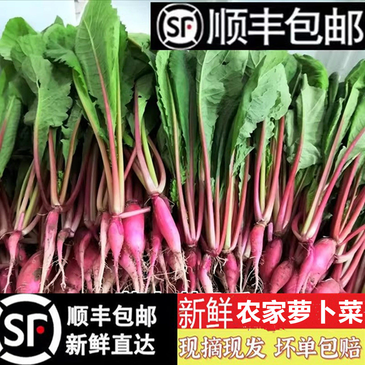 萝卜叶子菜小红罗卜苗箩卜埂缨子