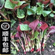 顺丰 包邮 3斤新鲜鱼腥草叶子野菜折耳根嫩叶猪鼻孔凉拌鱼星草四川