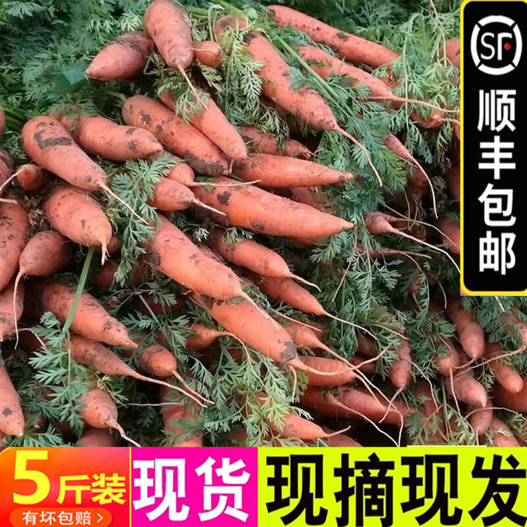 【顺丰包邮】10斤农家新鲜嫩甜胡萝卜红皮萝卜湖罗卜非青萝卜蔬菜,水产肉类/新鲜蔬果/熟食,萝卜/胡萝卜,淘宝优惠券,粉丝福利购,淘宝优惠卷