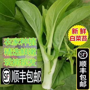 【顺丰包邮】5斤新鲜白菜苔打霜青菜薹菜心湖北农家嫩绿菜苔蔬菜