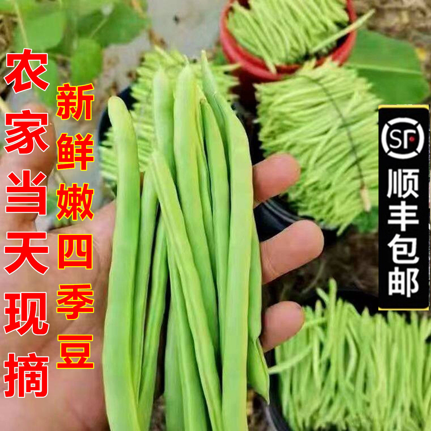 顺丰包邮新鲜四季豆鲜嫩无筋豆