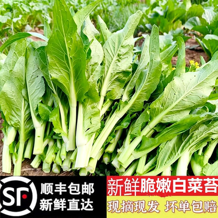 【顺丰包邮】现摘农家新鲜白菜苔打霜青菜薹嫩菜心绿菜苔火锅蔬菜