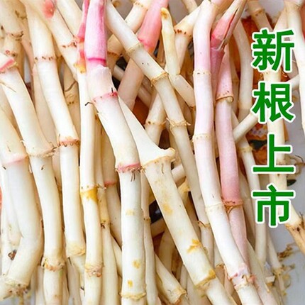 顺丰包邮鱼腥草嫩根折耳根新鲜蔬菜节儿根猪鼻拱鱼星草侧耳根凉拌