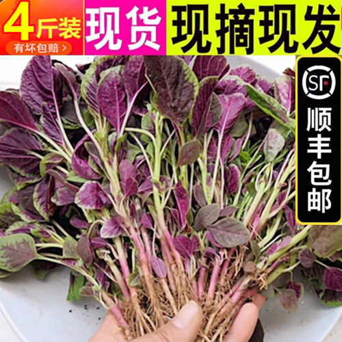 新鲜红苋菜寒菜汉旱菜红米笕蔬菜