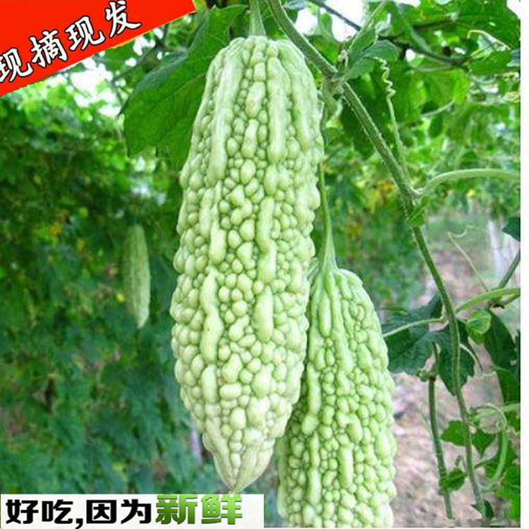 顺丰邮4斤新鲜苦瓜现摘农家青皮苦瓜蔬菜凉瓜湖北生鲜白绿色苦瓜