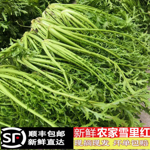 顺丰雪里红新鲜尖细叶子雪菜蔬菜