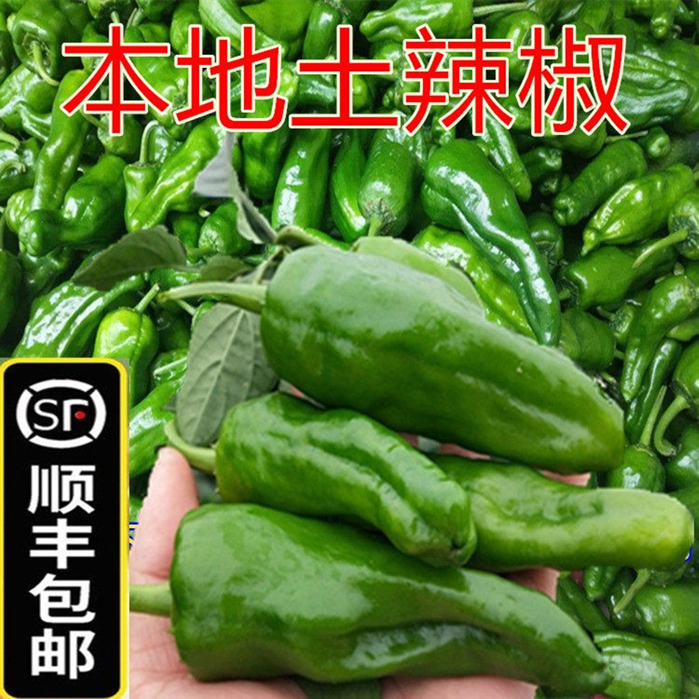 【顺丰包邮】新鲜青辣椒湖北农家土辣椒香辣虎皮青泡椒薄皮辣妹子