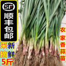 5斤新鲜蒜苗红皮香蒜农家现挖嫩蒜苗叶子紫皮大蒜苗 包邮 顺丰