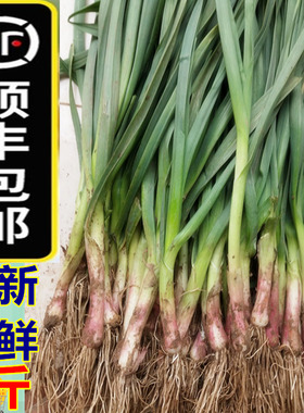 【顺丰包邮】5斤新鲜蒜苗红皮香蒜农家现挖嫩蒜苗叶子紫皮大蒜苗