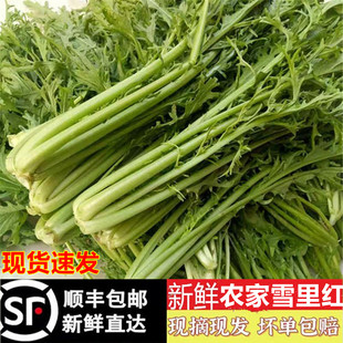 雪菜 现摘5斤新鲜雪里蕻 春不老脆嫩雪里红雪里翁青蔬菜 包邮 顺丰