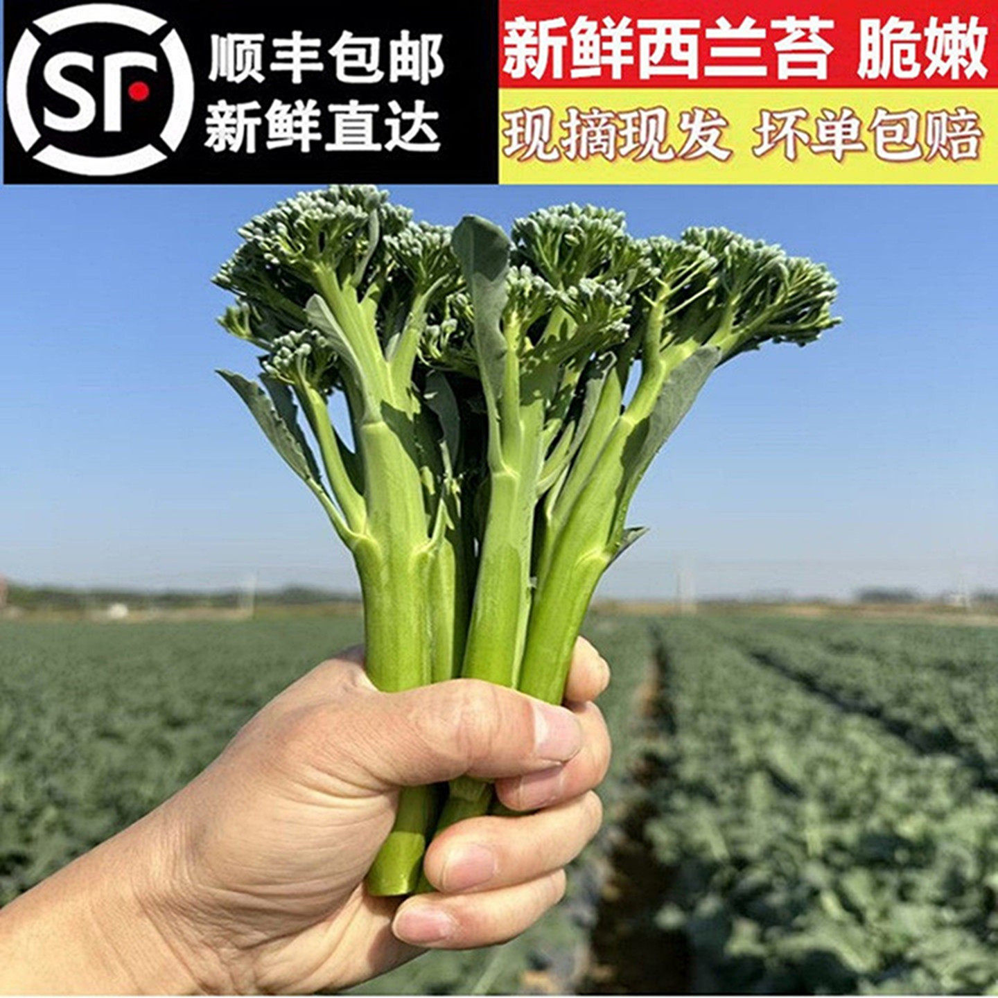 新鲜甜杆西兰苔脆嫩长杆青兰花苔