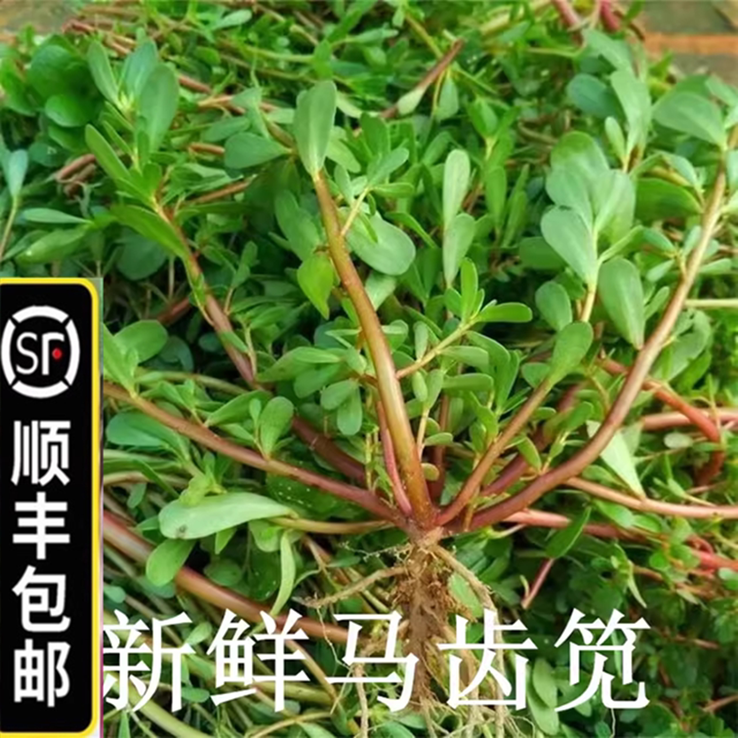 顺丰包邮新鲜马齿笕菜野菜长寿菜