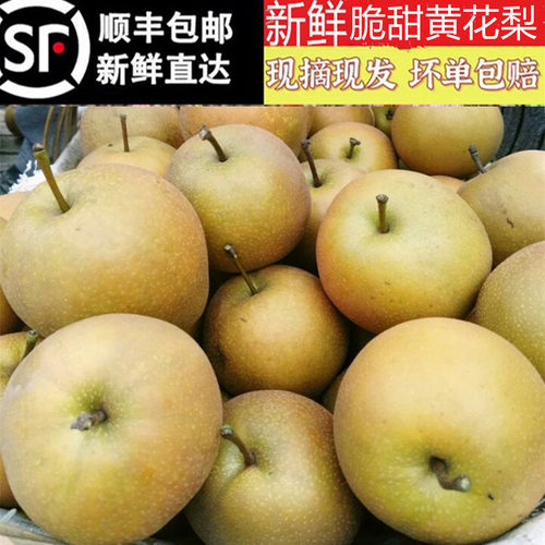新鲜砂梨百里洲黄花梨雪梨大梨子